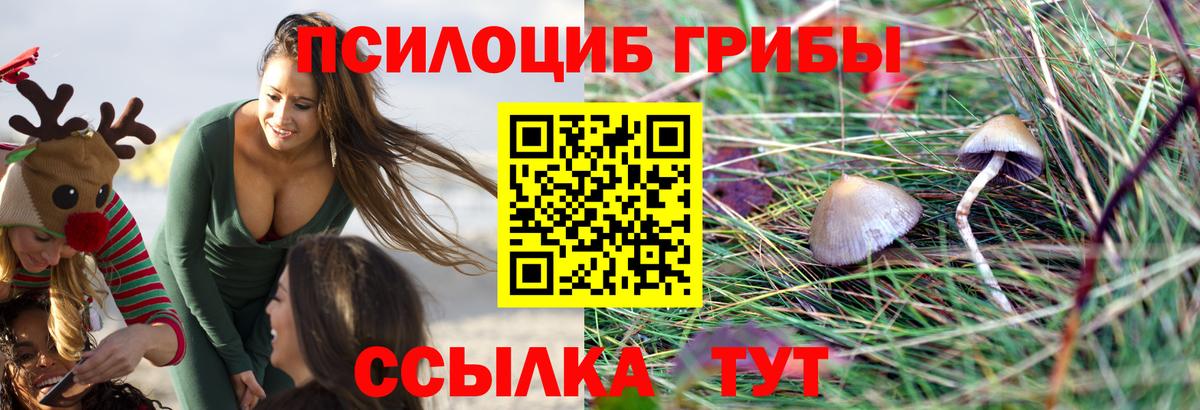 Псилоцибиновые грибы Psilocybe Малоярославец